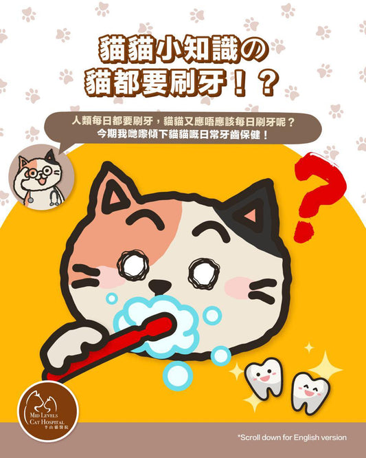 【Cats need to brush their teeth?】